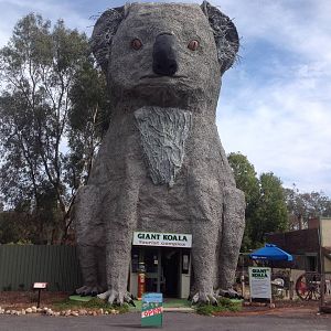 The Giant Koala