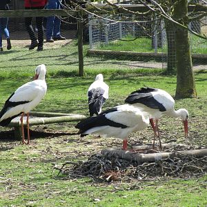 European White Stork