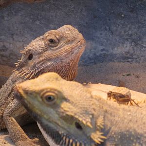 Bearded Dragon (and dinner)