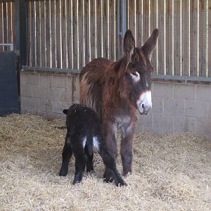 Poitou Donkey