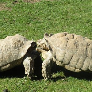 African Spurred Tortoise