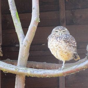 Burrowing Owl