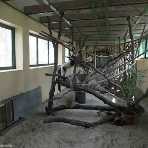 Ruffed Lemur Indoor Area - both reds and black-and-whites