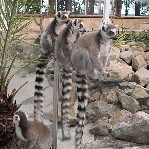 Ring-tailed lemurs - free ranging in primate house