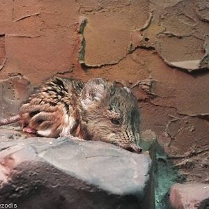 Round-eared Elephant-shrew