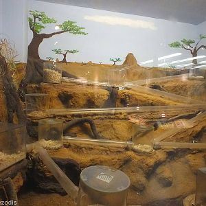 Naked-mole-rat exhibit