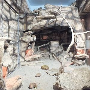 Common Gundi Enclosure