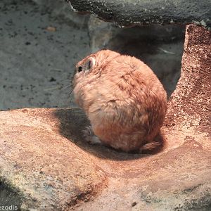 Common Gundi enjoying heat lamp