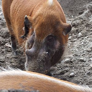 Red River Hog(s)