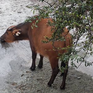 Forest Buffalo Licking