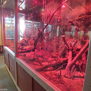 Acacia Rat Enclosure