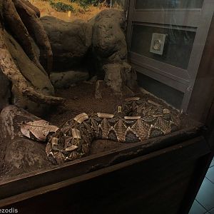 Gabon Viper