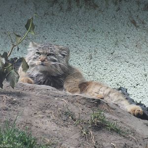 Pallas Cat