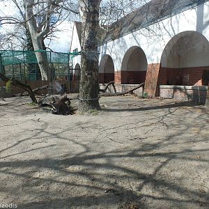 Striped Hyaena Outdoor Area