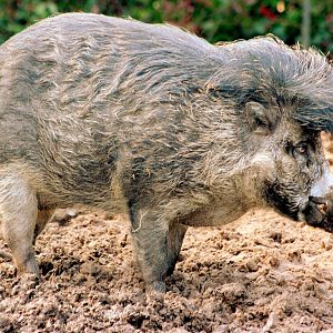 Visayan warty pig; Belfast; 17th April 2015