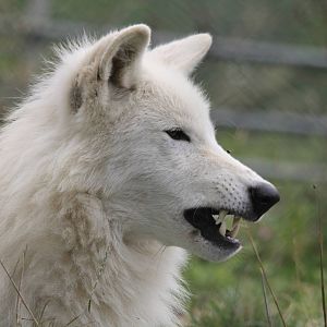 Hudson Bay wolf. 15-8-14