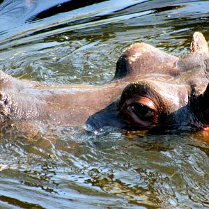 Hippopotamus; Dublin; 20th April 2015