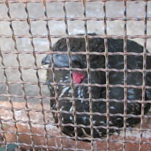 crested guan centenario zoo