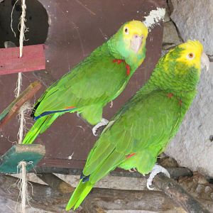 yellow headed amazon parrots centenario zoo
