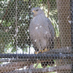 grey hawk centenario zoo