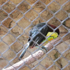 keel billed toucan centenario zoo