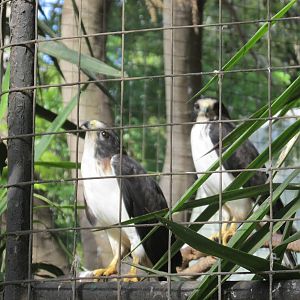 Short tailed hawk centenario zoo