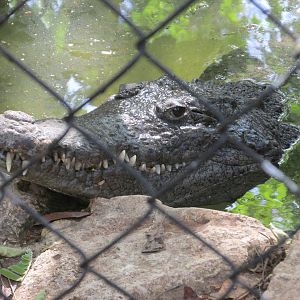 american crocodile centenario zoo