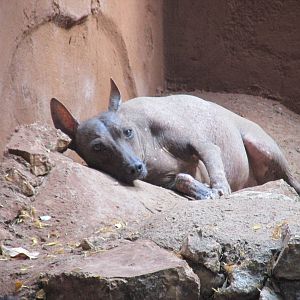 xoloitzcuintle centenario zoo