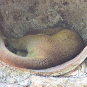 kinkajou centenario zoo
