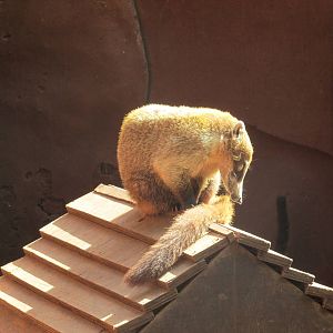 yucatan coati centenario zoo