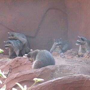 raccoons centenario zoo
