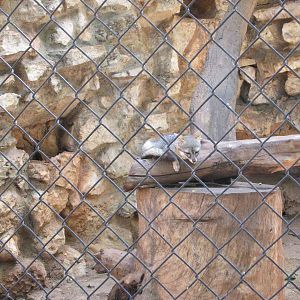 grey fox exhibit centenario zoo