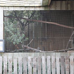 aviary for Rook (Corvus frugilegus)