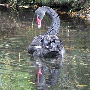 Black Swan (Cygnus atratus)