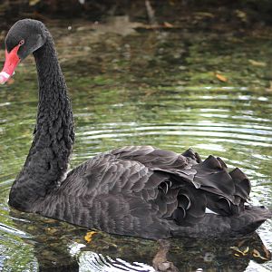 Black Swan (Cygnus atratus)