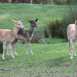 Fallow Deer fawns (Dama dama)