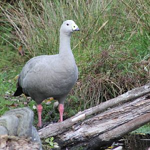 Cape Barren Goose (Cereopsis novaehollandiae)