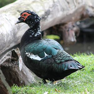domestic Muscovy (Cairina moschata)