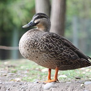 Mallard (Anas platyrhynchos)