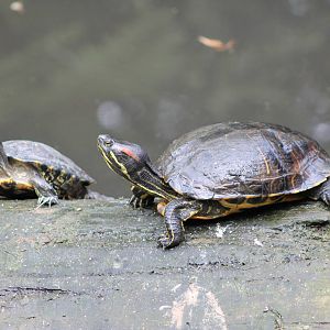 Red-eared Sliders (Trachemys scripta elegans)