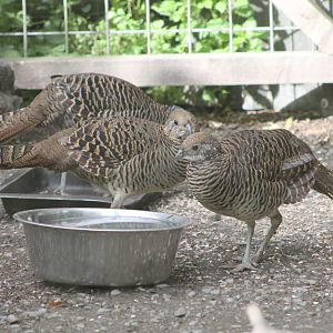 female Lady Amhersts Pheasants (Chrysolophus amherstiae)