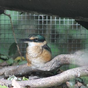 Sacred Kingfisher (Todiramphus sanctus)