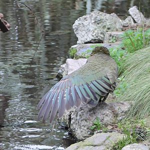Kea (Nestor notabilis) stretching