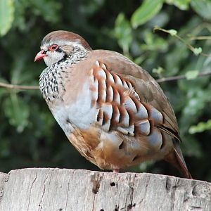 Red-legged Partridge (Alectoris rufa)