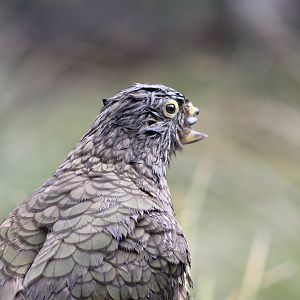 Kea (Nestor notabilis)