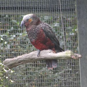 South Island Kaka (Nestor meridionalis meridionalis)