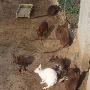 LOTS of wallabies and a muntjac (April 19th, 2015)