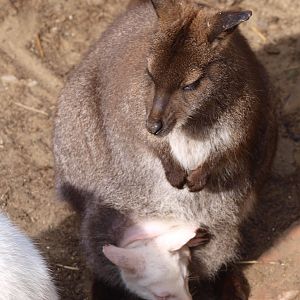 Red-necked wallaby with albino baby (April 19th, 2015)