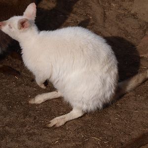Albino red-necked wallaby (April 19th, 2015)