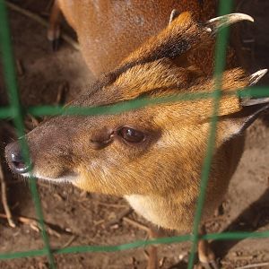 Chinese muntjac (April 19th, 2015)